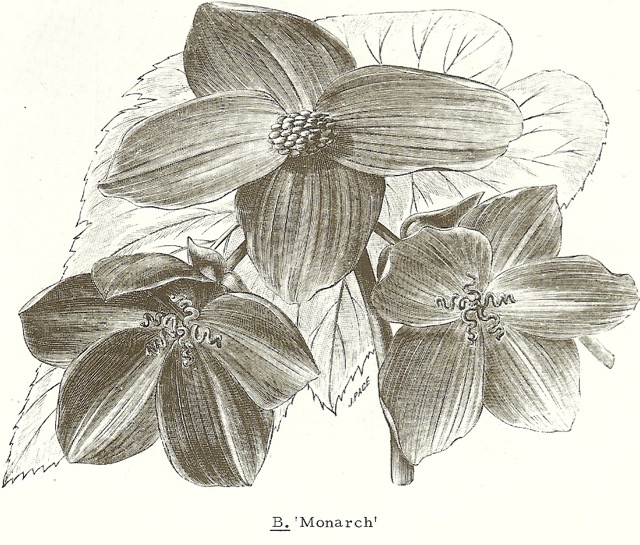 B. ‘Monarch’